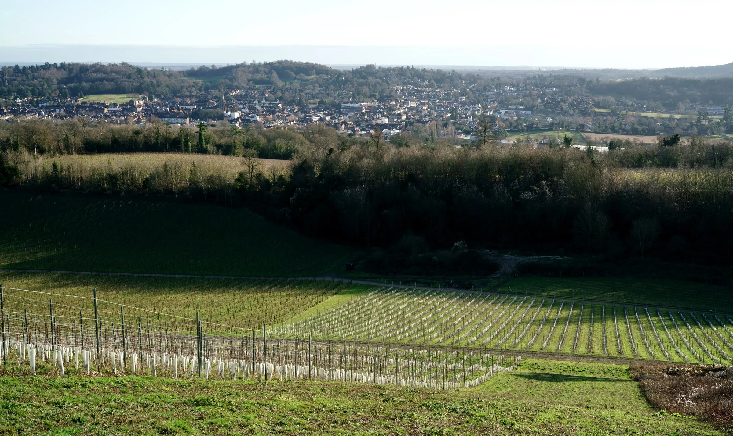 Dorking seen across the Denbies vineyard slopes, with the town and the Surrey Hills beyond